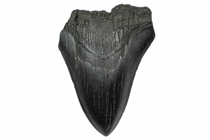 Serrated, Fossil Megalodon Tooth - South Carolina #341469